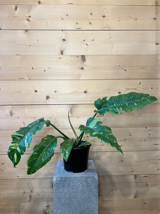 6" Philodendron Ring of Fire