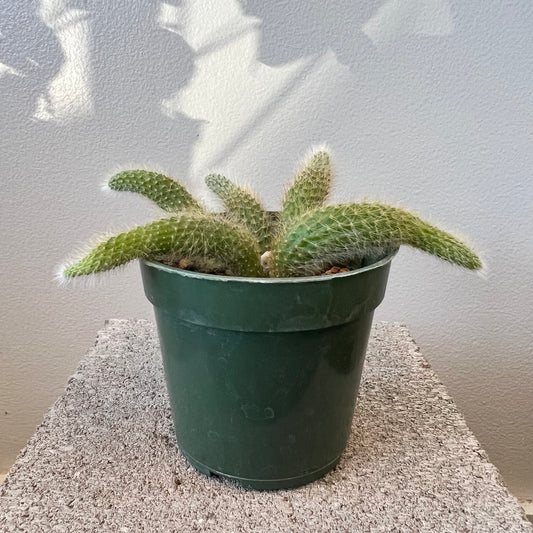 4" Monkey Tail Cactus