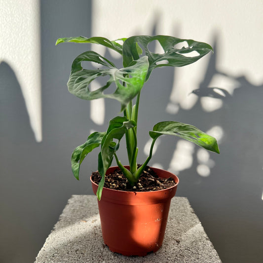4" Philodendron Swiss Cheese