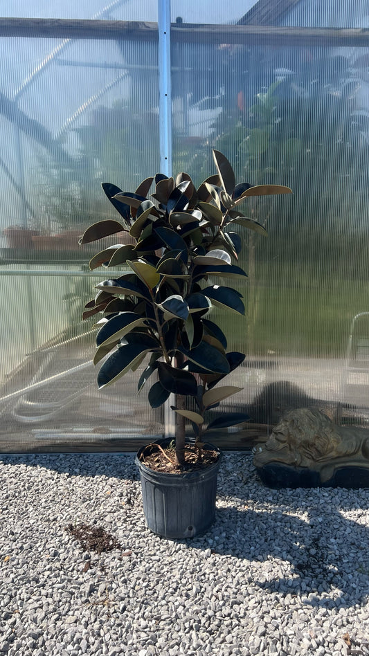 14” Ficus Decora Ruby Bush