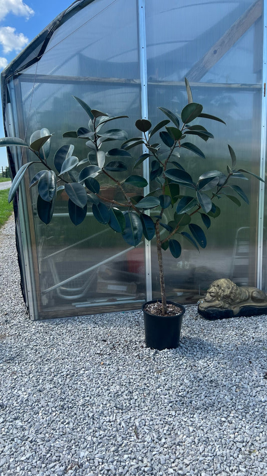 14” Ficus Decora Burgundy Standard
