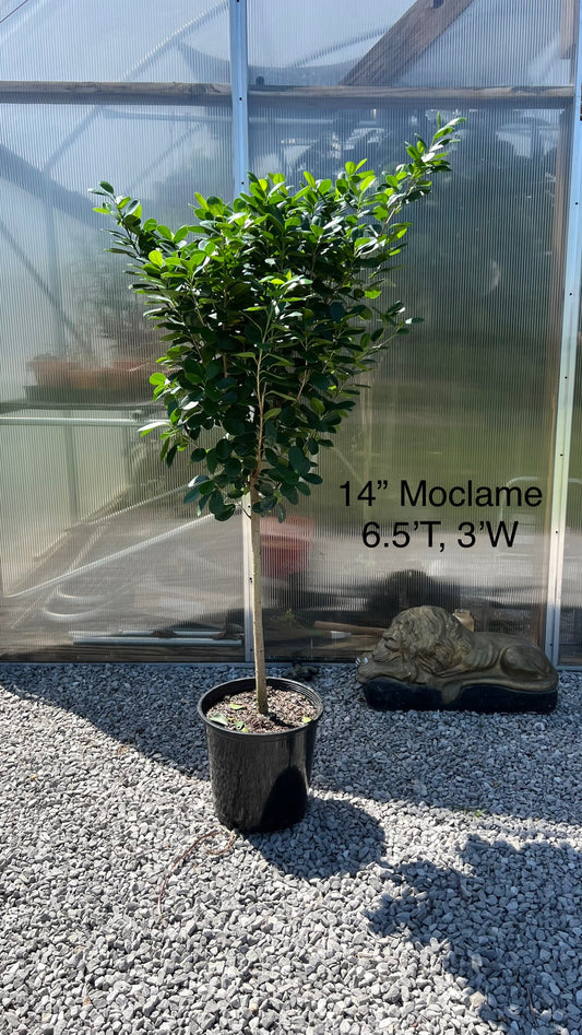 14" Ficus Moclame