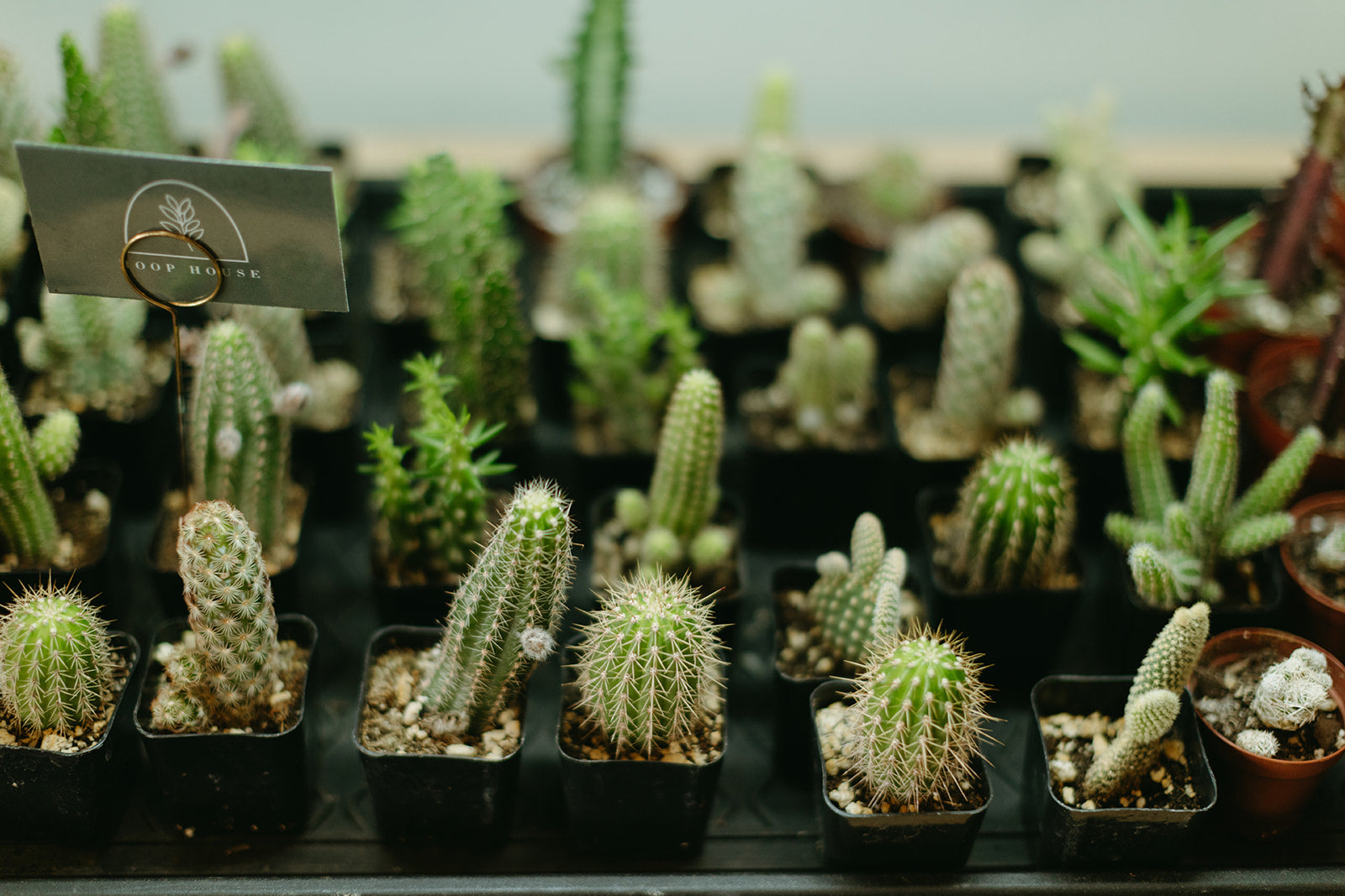 house plant gift card Hoop House Gift Card – Hoop House Nashville