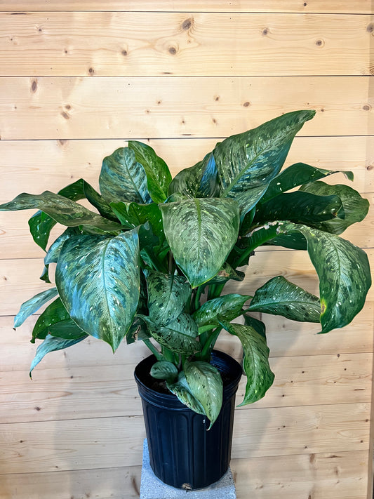 8" Dieffenbachia Cursii