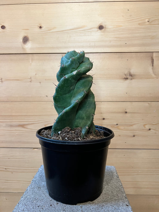 6" Cactus Cereus Spiralis