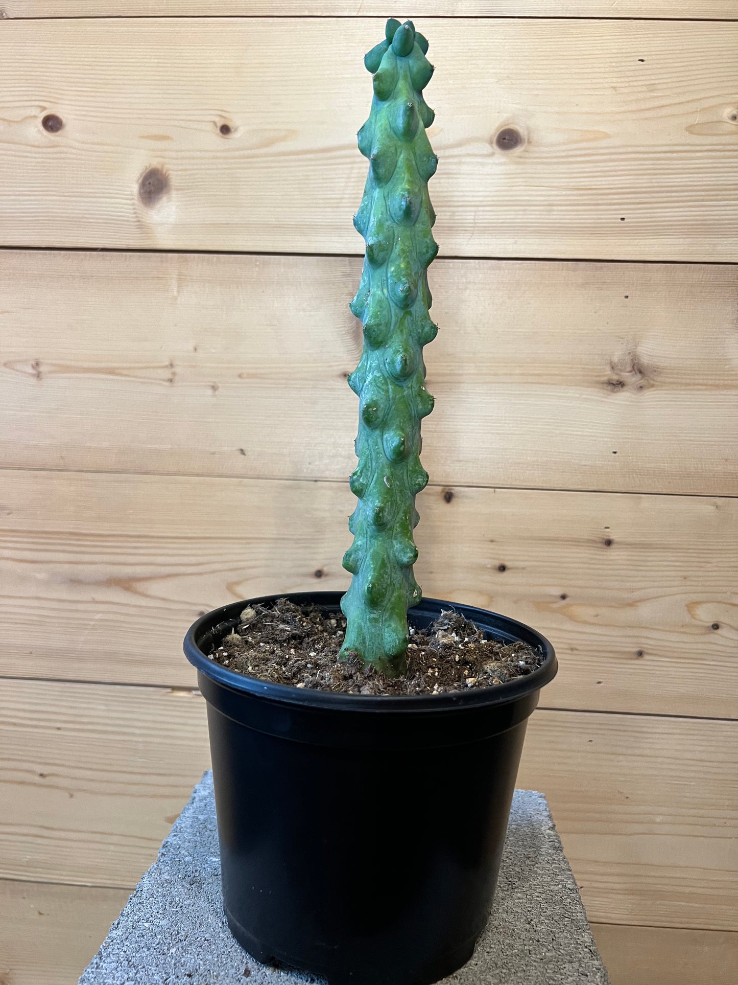 4" Cactus Cereus Boobie