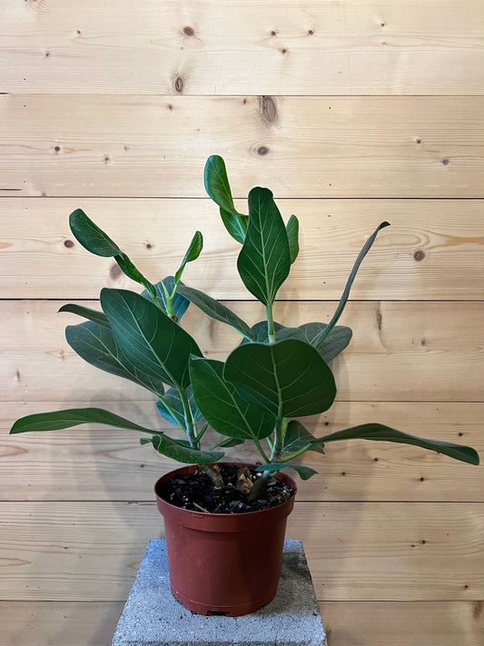 6" Ficus Audrey