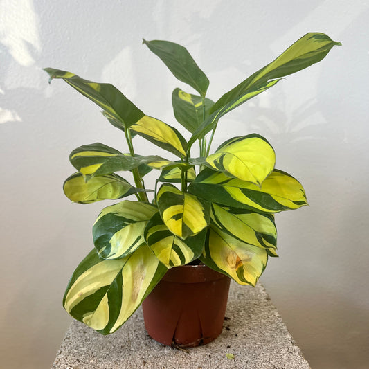 4” Ctenanthe Lubbersiana