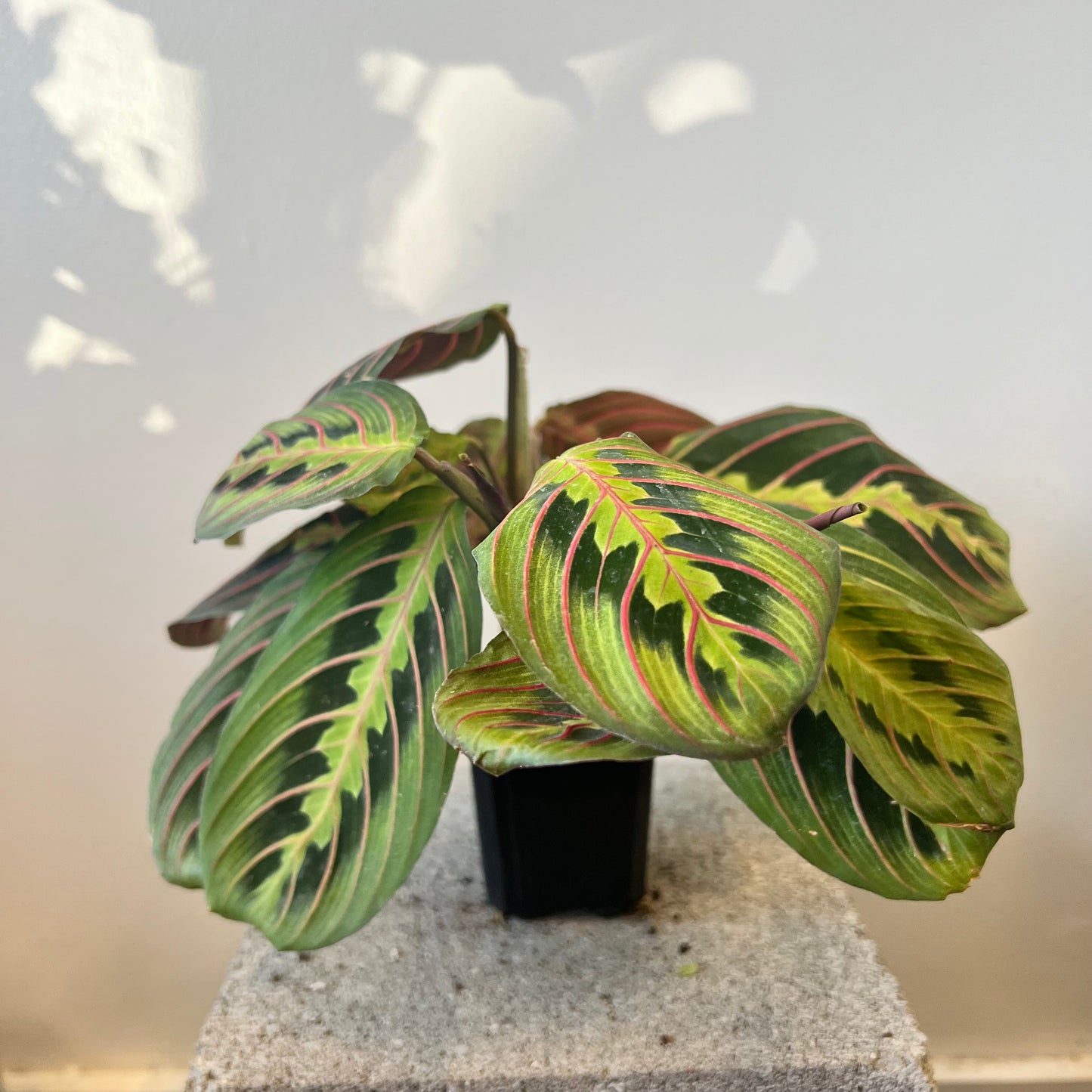 3" Maranta Red