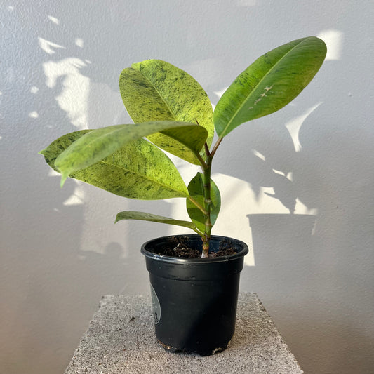 4" Ficus Moonshine