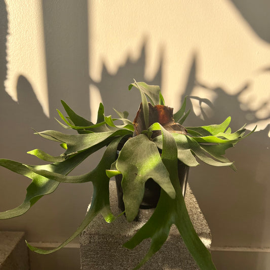 6" Staghorn Fern