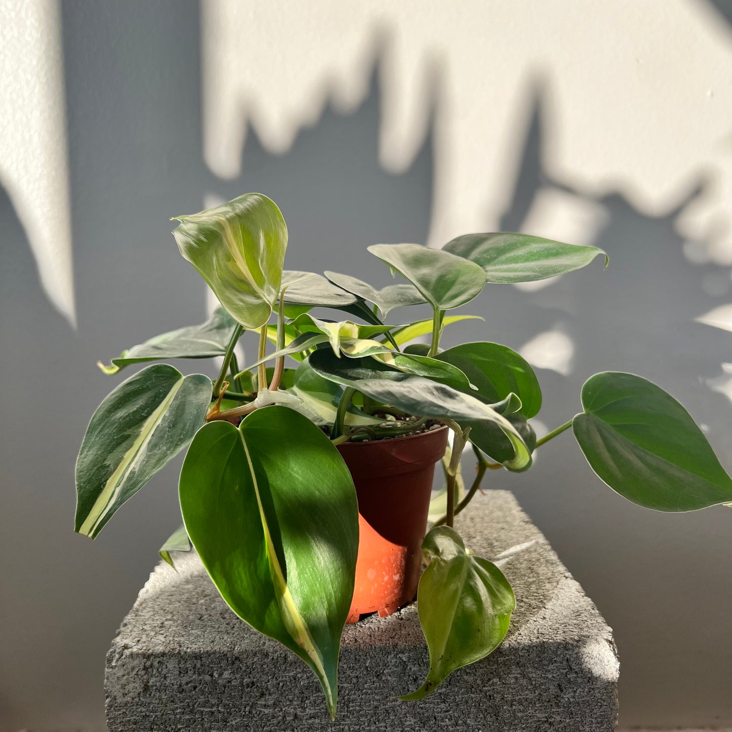 4" Philodendron Rio Silver Stripe