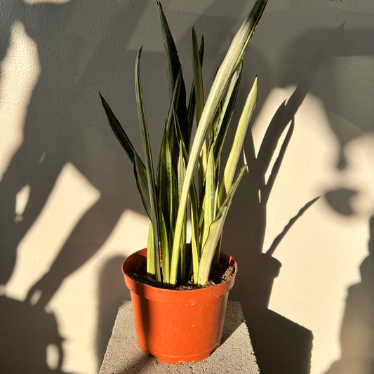 6" Sansevieria Bantel's Sensation