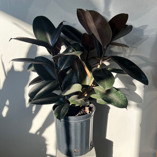 8” Ficus Burgundy Bush